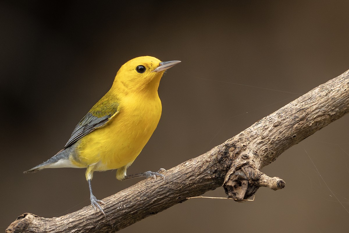 Prothonotary Warbler - ML621587802