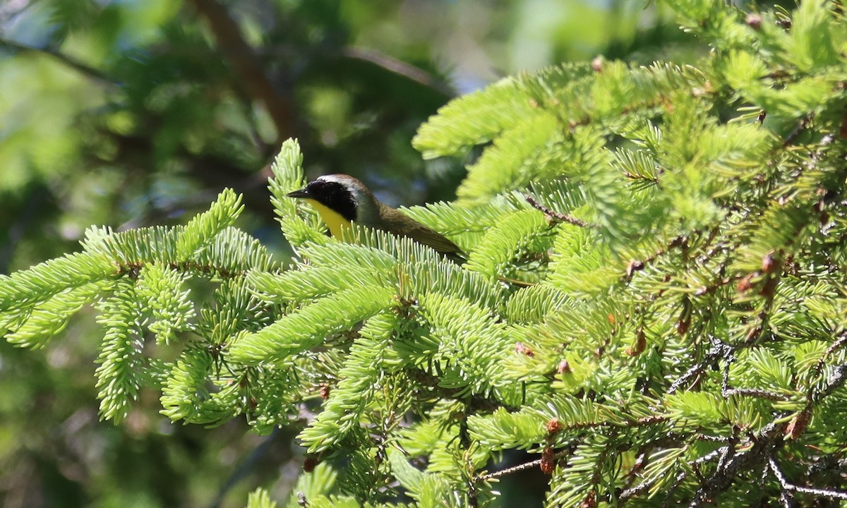 Common Yellowthroat - ML621587851