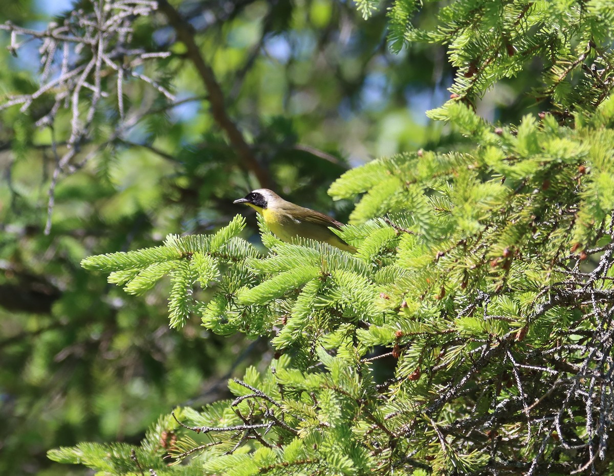 Common Yellowthroat - Juli deGrummond