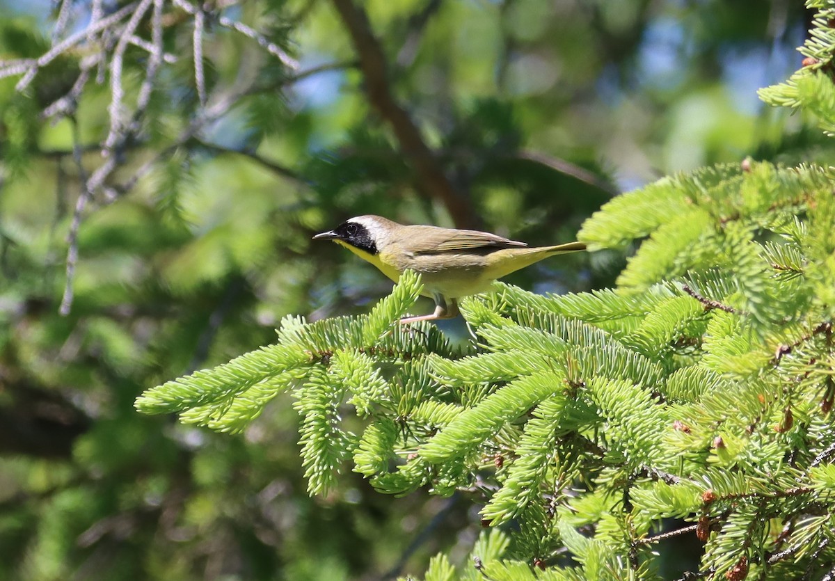 Common Yellowthroat - ML621587858