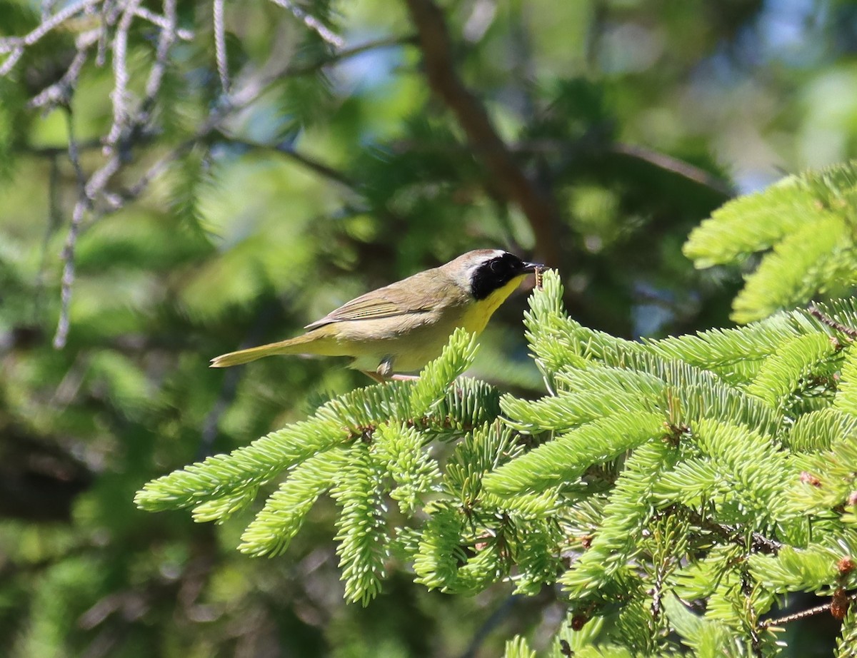 Common Yellowthroat - ML621587871