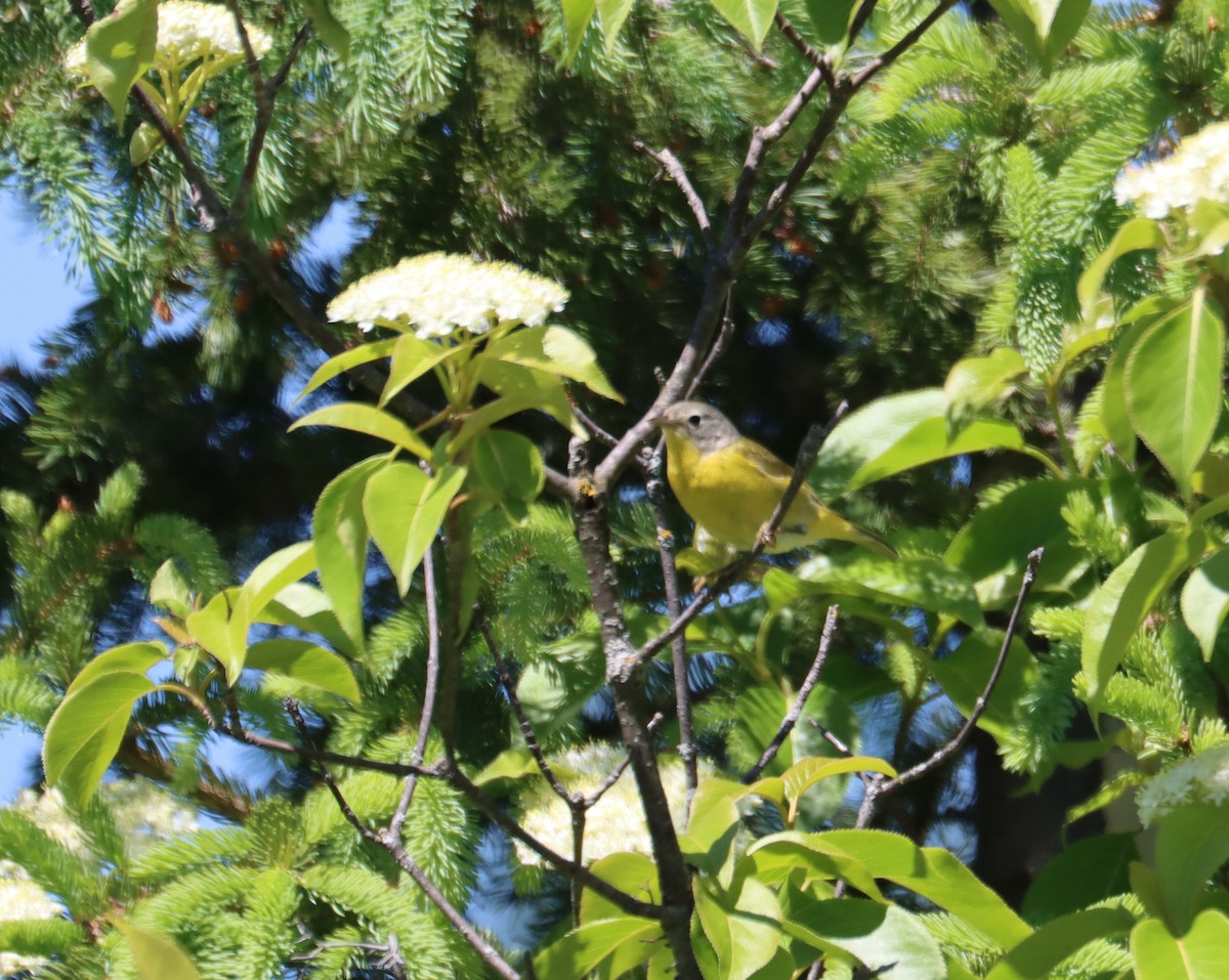 Nashville Warbler - ML621587881