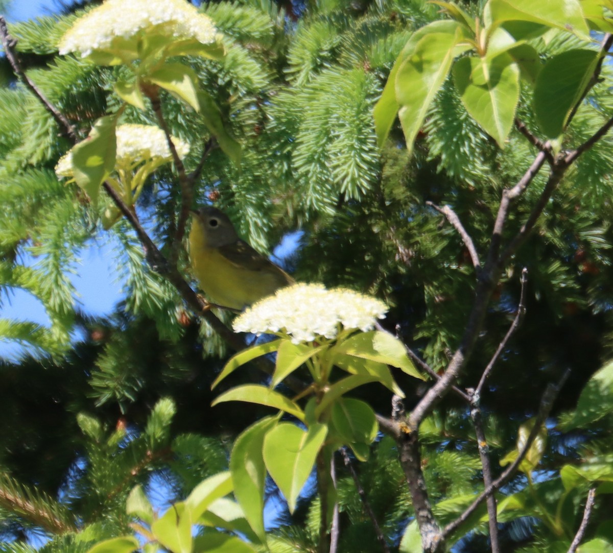 Nashville Warbler - ML621587883