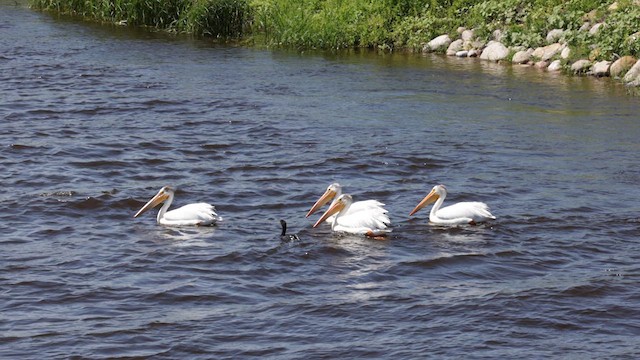 pelikán severoamerický - ML621587933