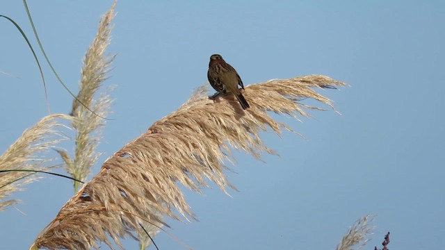 Rufous-collared Sparrow - ML621588010