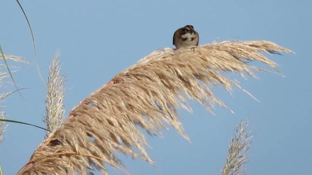 Rufous-collared Sparrow - ML621588011