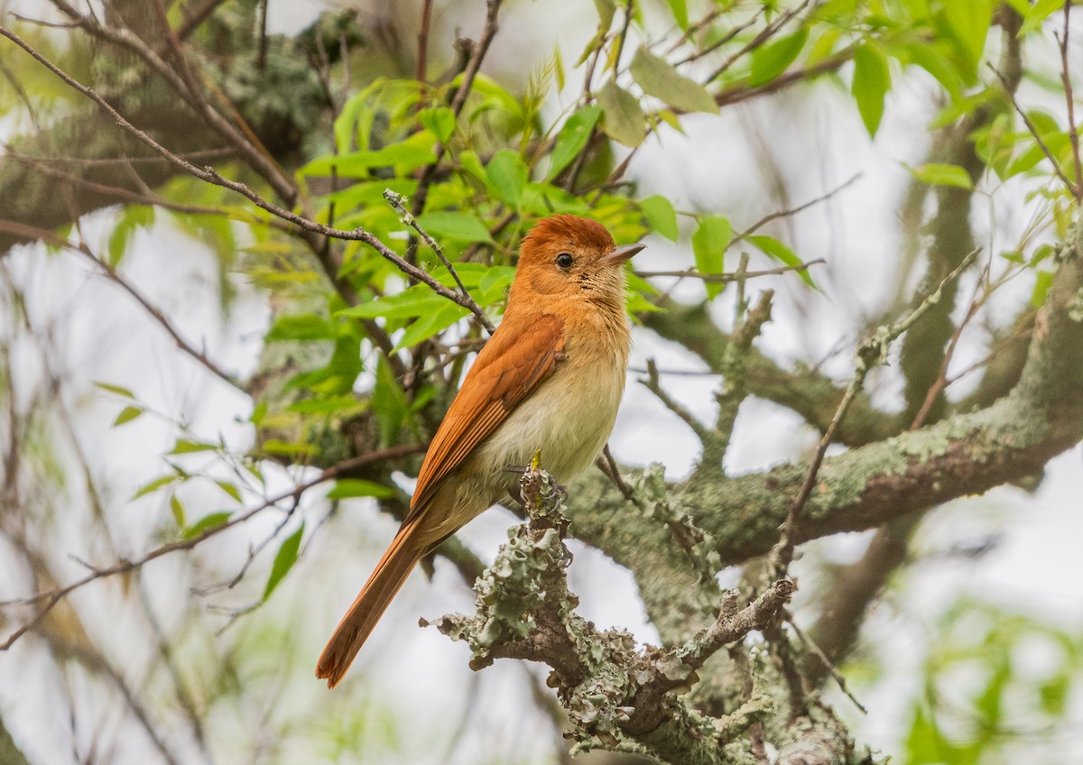 Rufous Casiornis - ML621588014