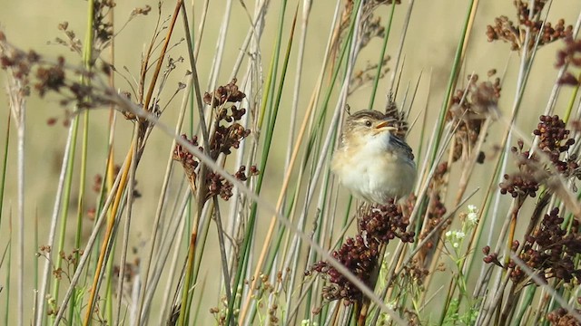 Grass Wren - ML621588017