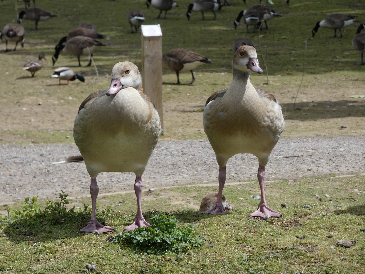 Egyptian Goose - ML621588033