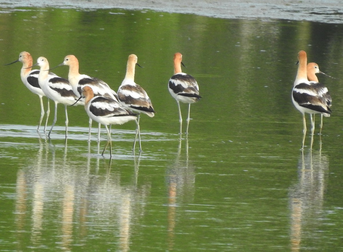 American Avocet - Greg Richardson