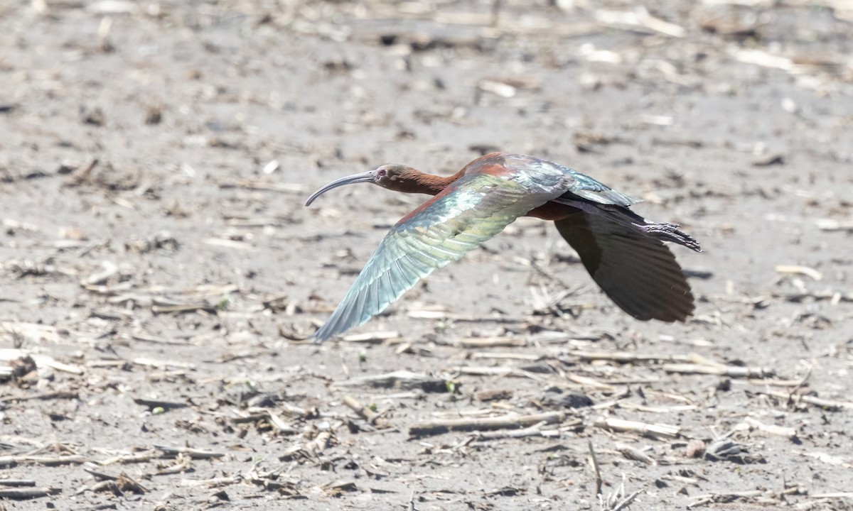 White-faced Ibis - ML621588062