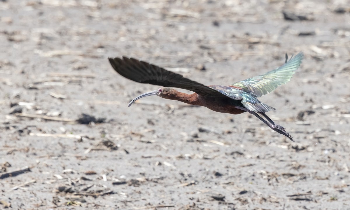 White-faced Ibis - ML621588063