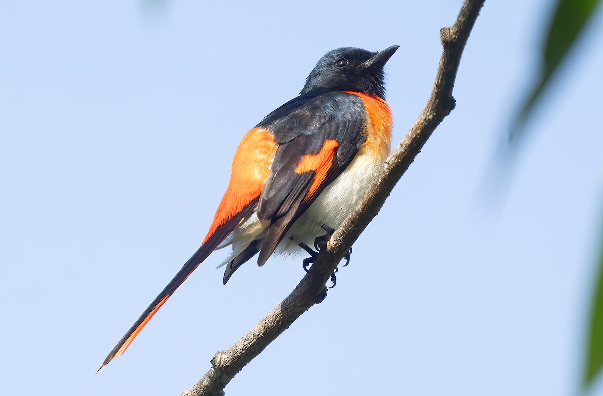 Flores Minivet - ML621588069