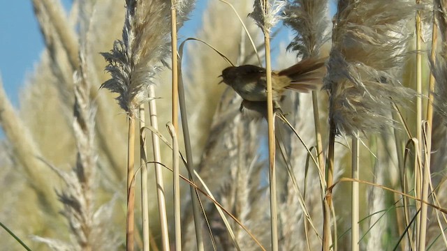 Sulphur-bearded Reedhaunter - ML621588110