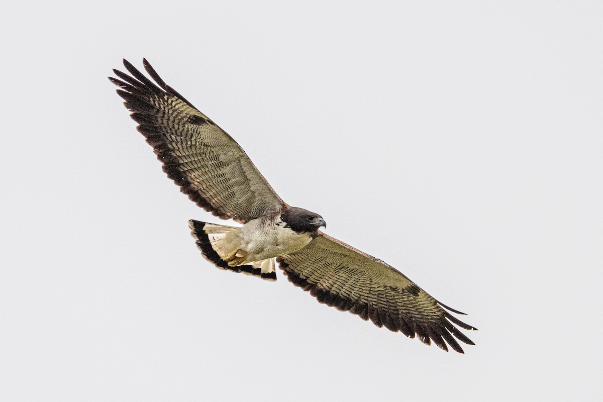White-tailed Hawk - ML621588139