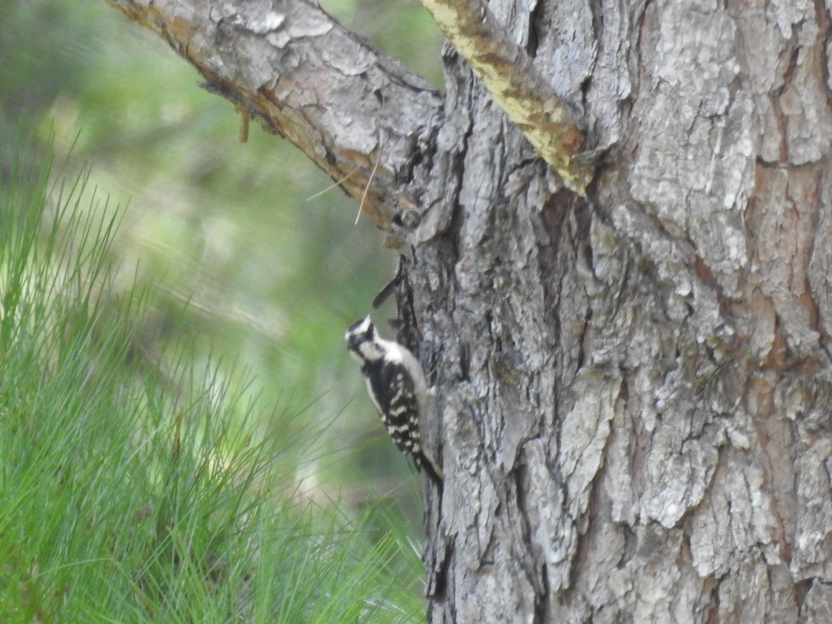 Downy Woodpecker - ML621588144