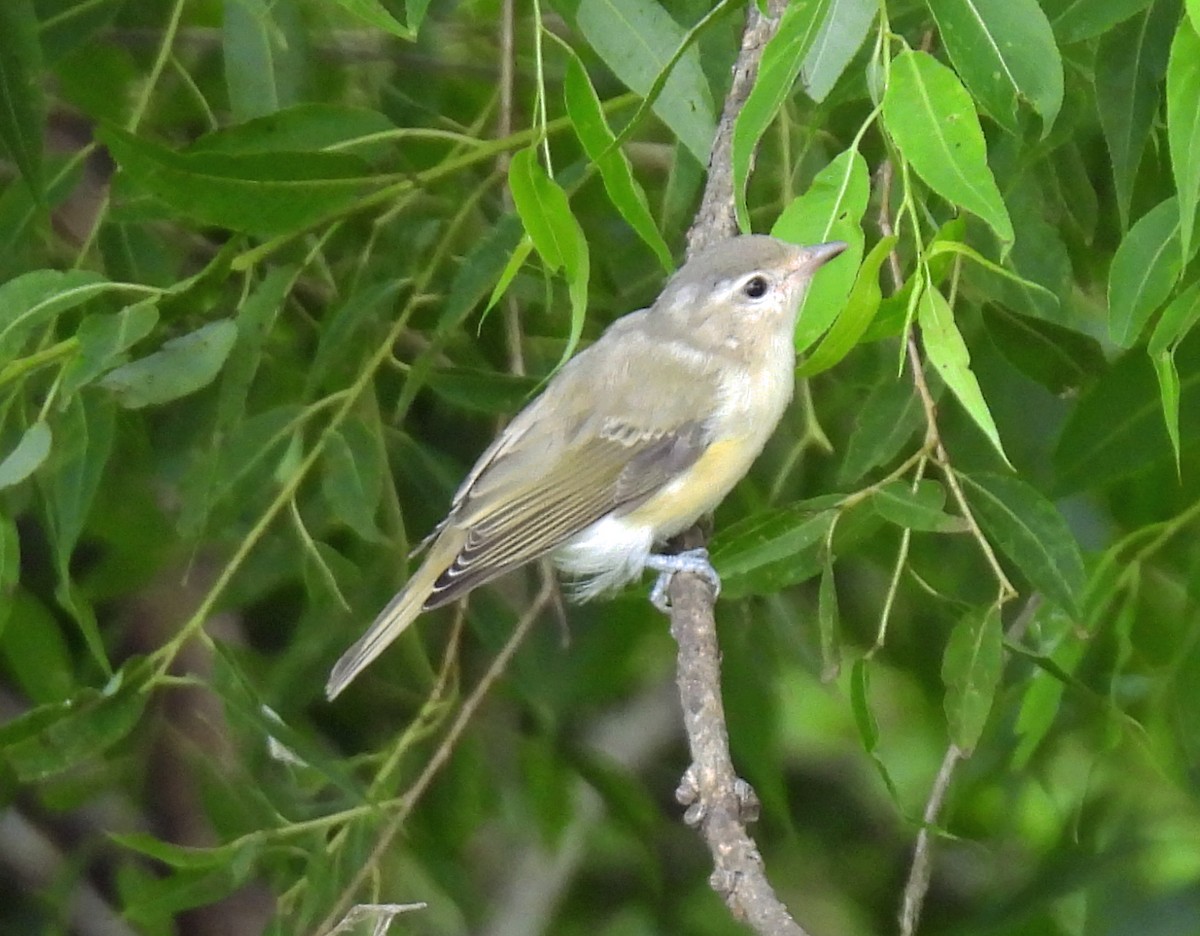 Warbling Vireo - ML621588146