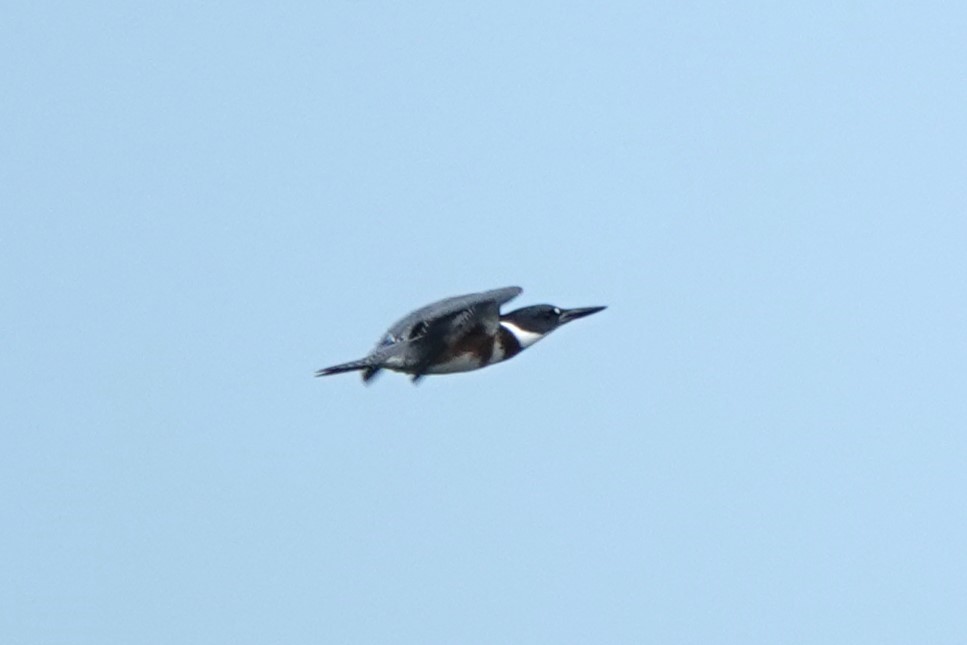 Belted Kingfisher - ML621588175