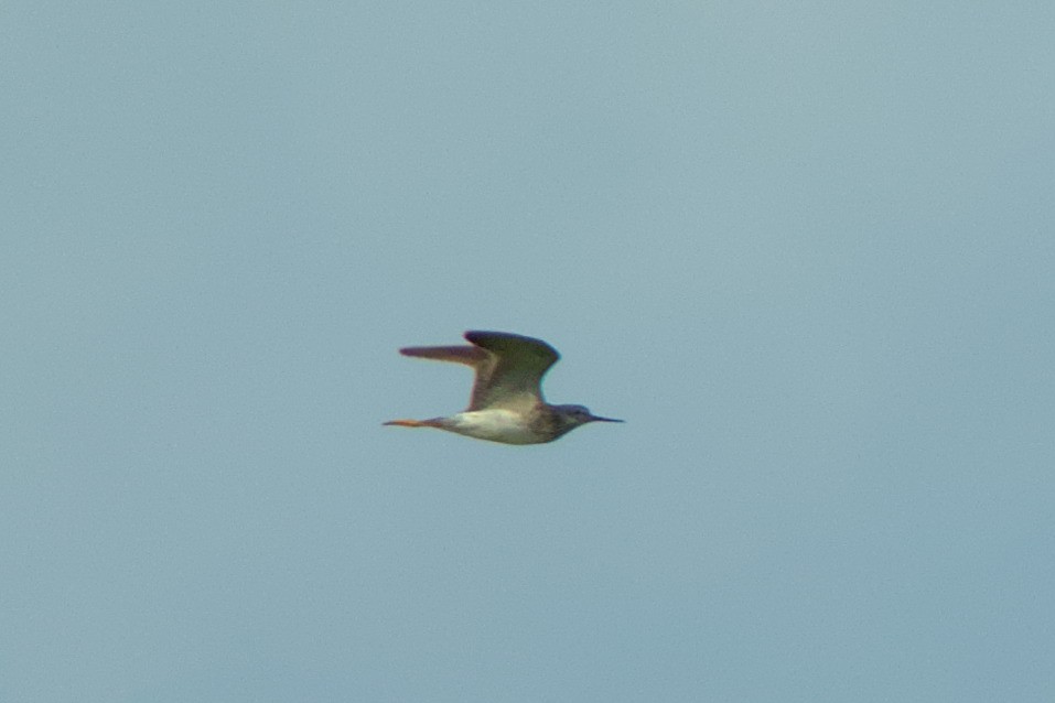 Lesser Yellowlegs - ML621588223