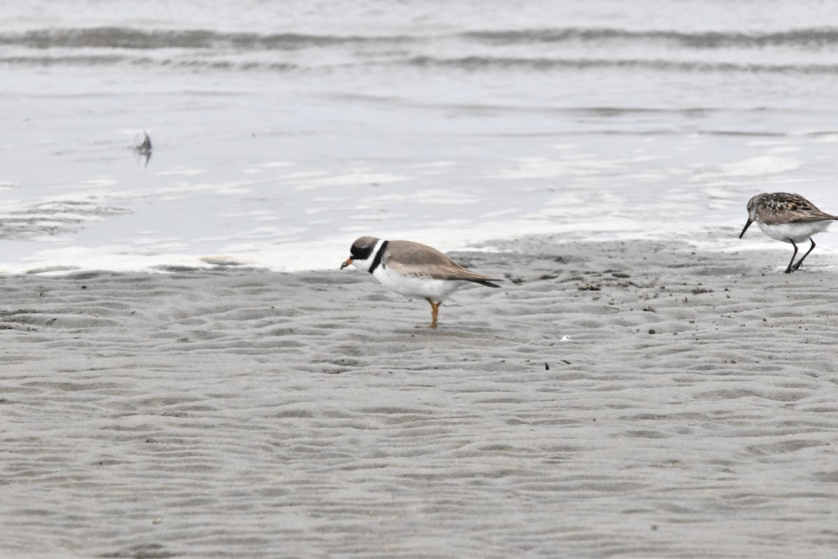 Semipalmated Plover - ML621588270