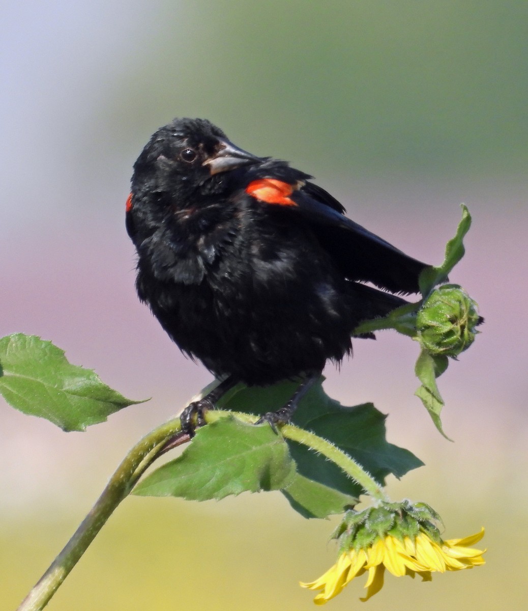 Red-winged Blackbird - ML621588318