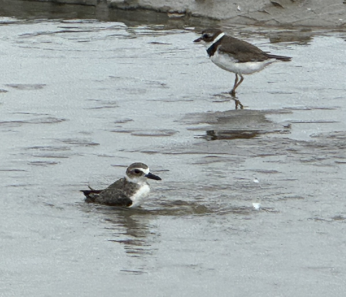 Semipalmated Plover - ML621588323