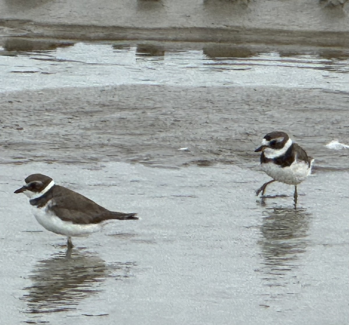 Semipalmated Plover - ML621588324