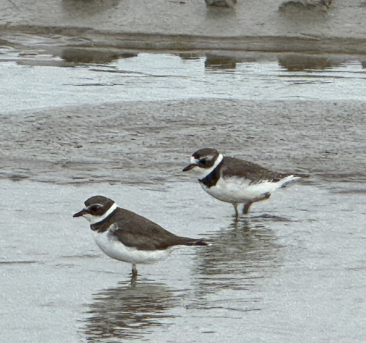 Semipalmated Plover - ML621588325