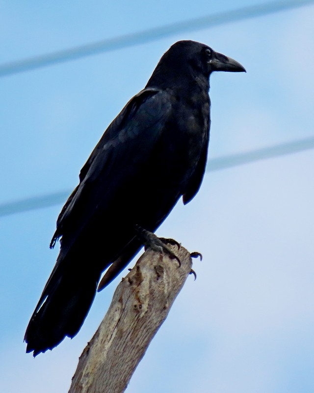 Common Raven - ML621588326