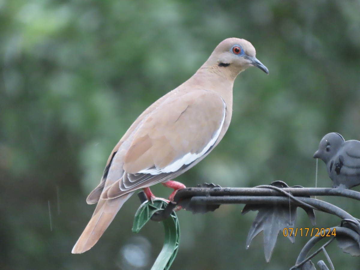 White-winged Dove - ML621588357