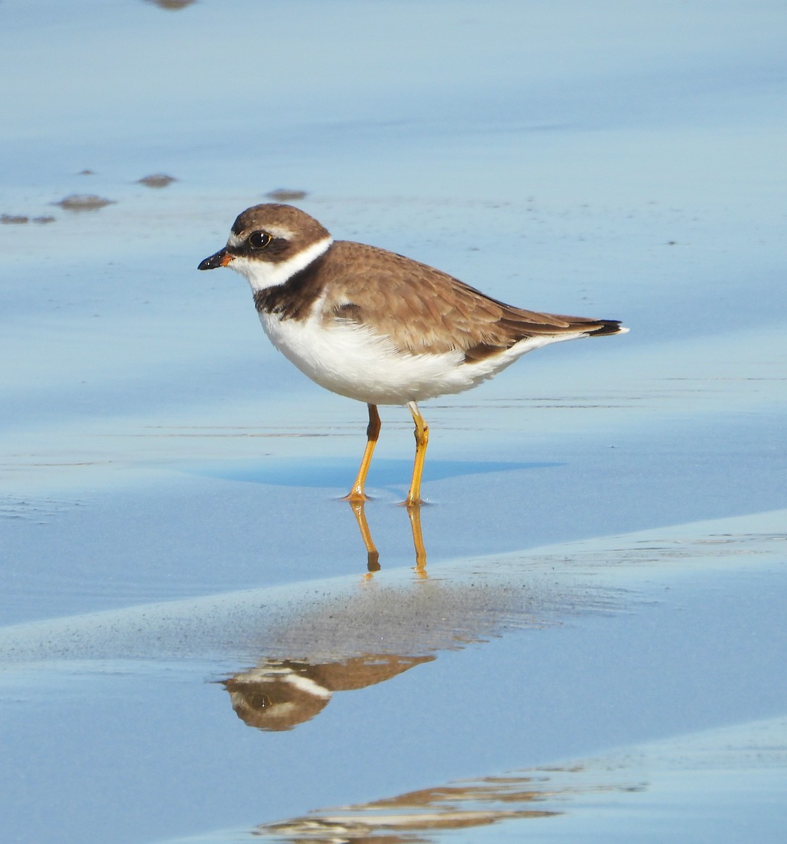 Semipalmated Plover - ML621588363