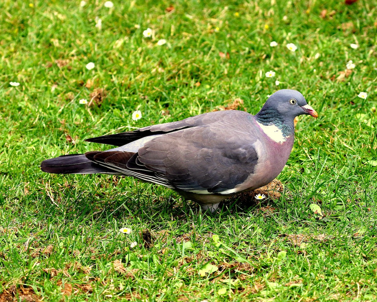 Common Wood-Pigeon - ML621588376