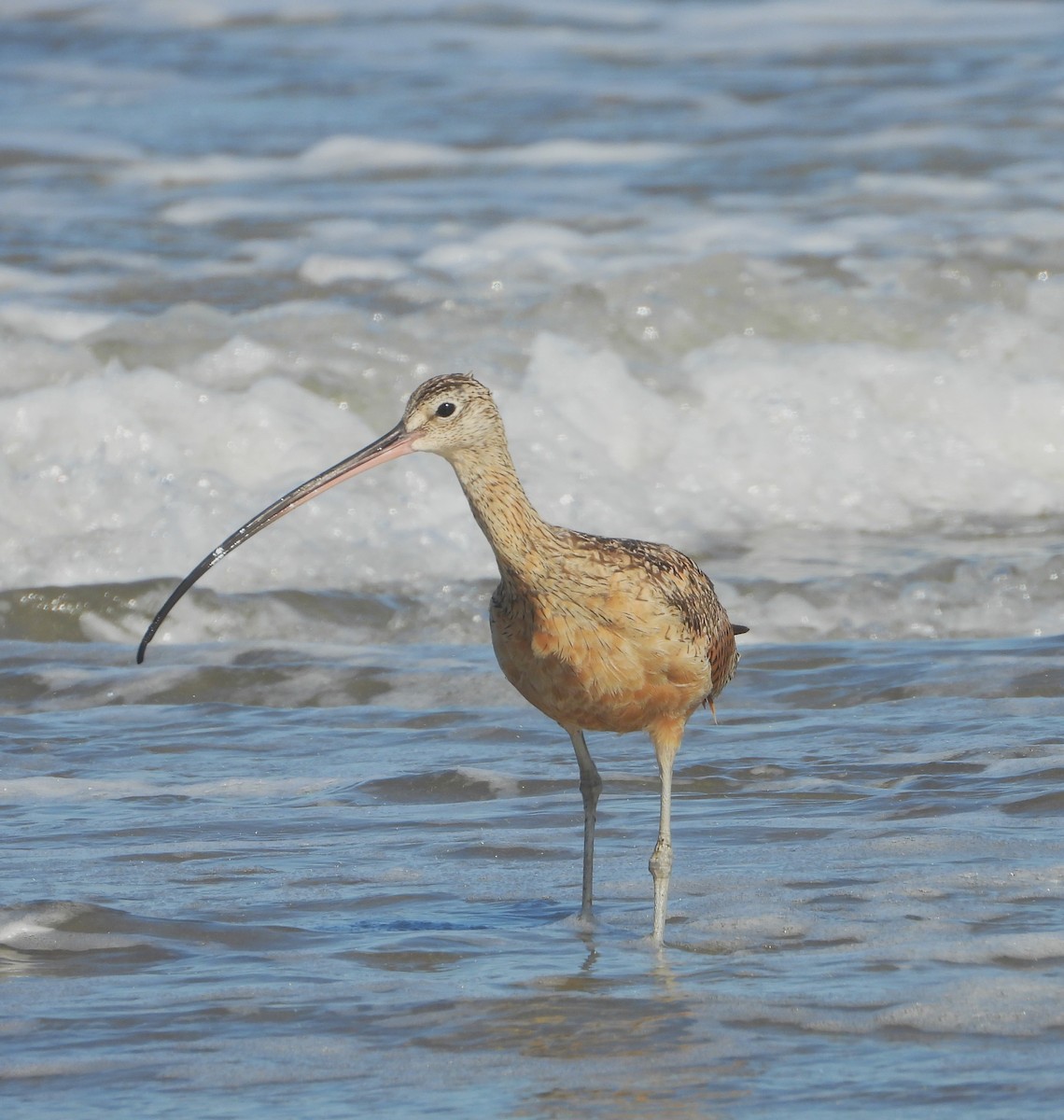 Long-billed Curlew - ML621588384