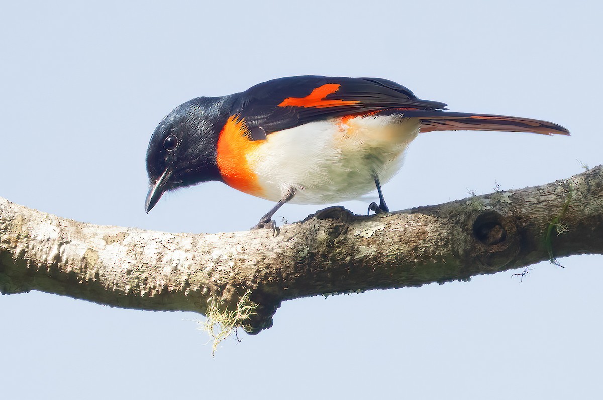 Flores Minivet - ML621588396