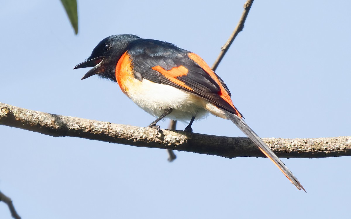 Flores Minivet - ML621588397