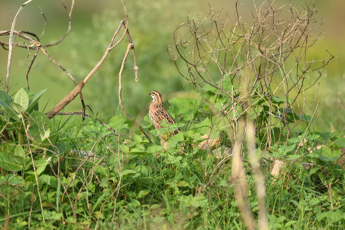 Rain Quail - ML621588429