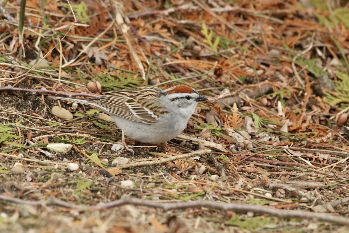 Chipping Sparrow - ML621588446