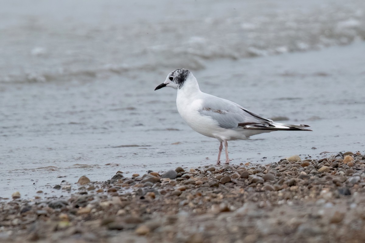 Bonaparte's Gull - ML621588450