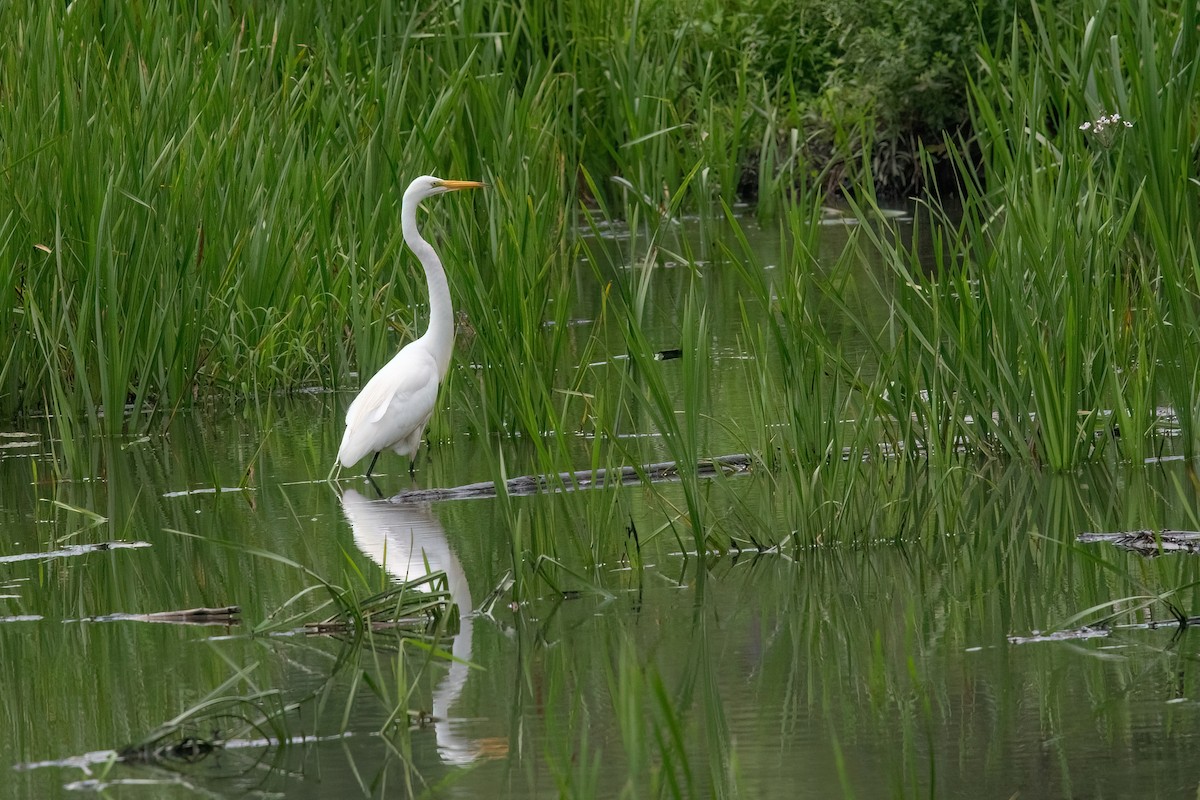 Great Egret - ML621588460