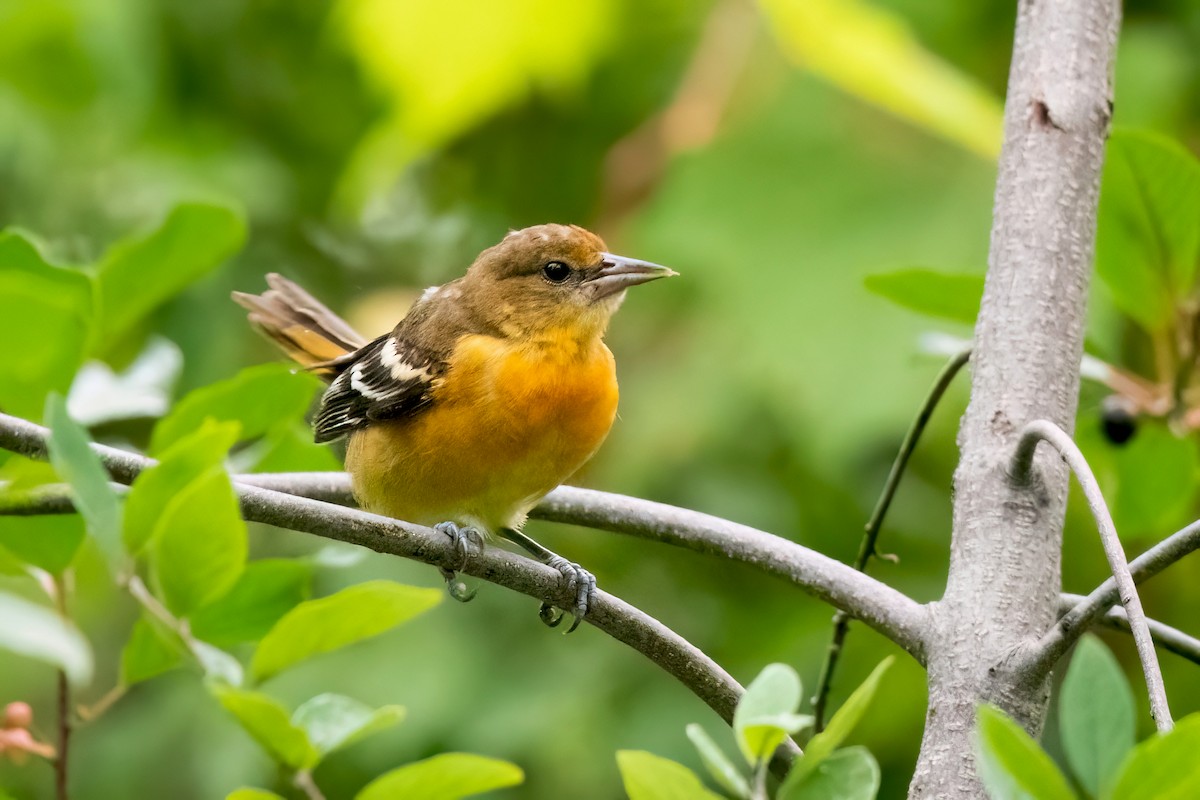 Baltimore Oriole - ML621588465