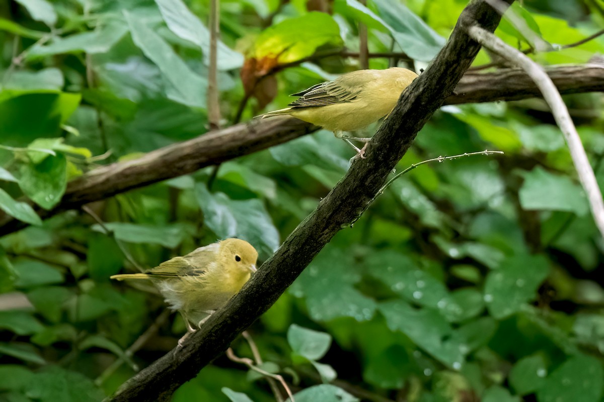 Yellow Warbler (Northern) - ML621588471