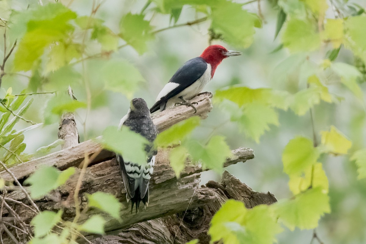 Red-headed Woodpecker - ML621588477