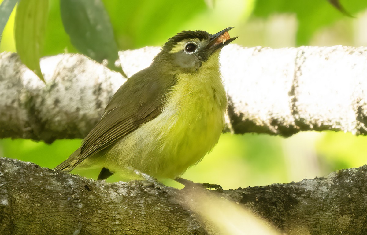 White-browed White-eye - ML621588510