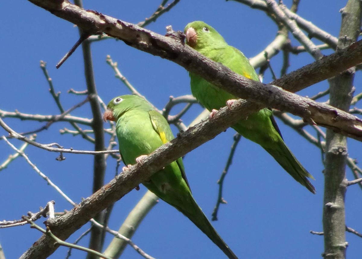 Yellow-chevroned Parakeet - Peter Roberts