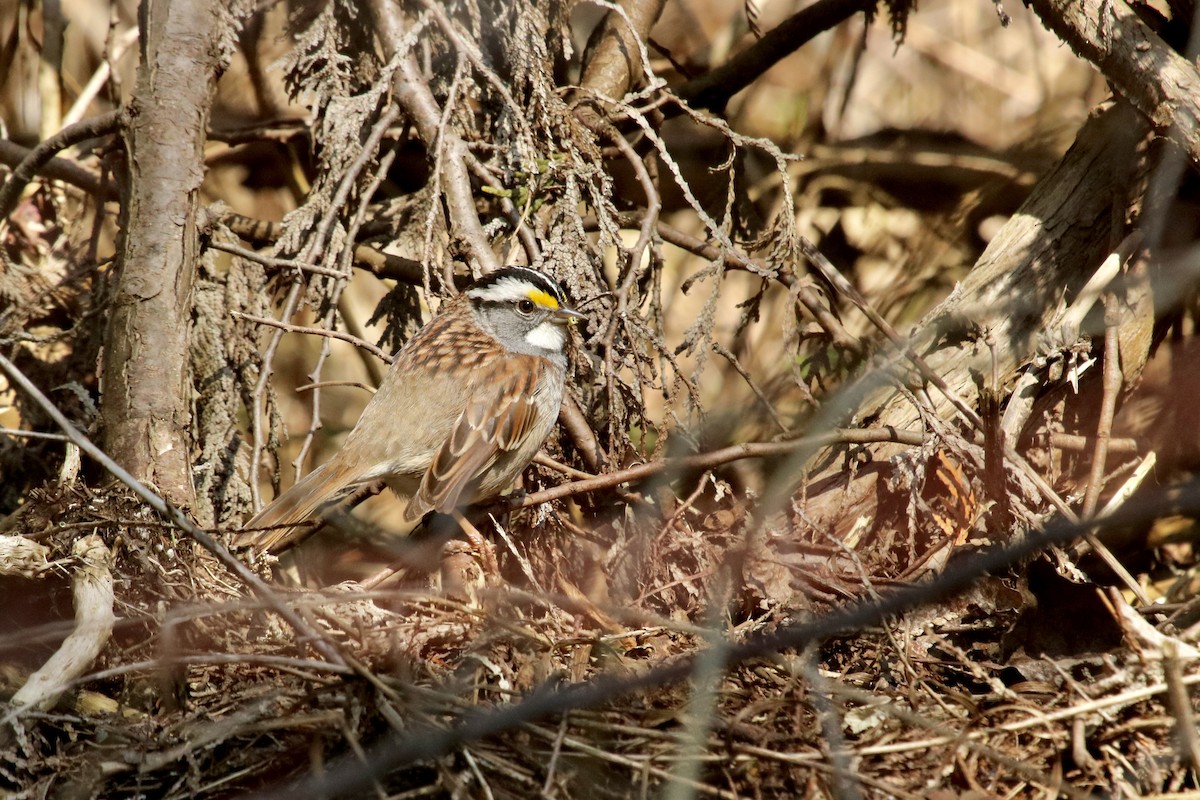 White-throated Sparrow - ML621588574
