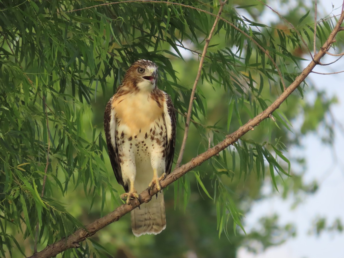 Red-tailed Hawk - ML621588599