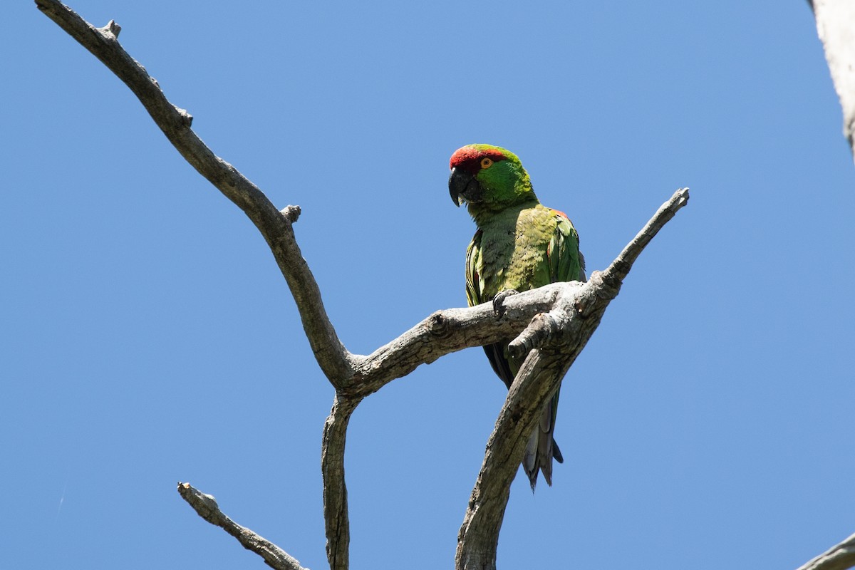 Thick-billed Parrot - ML621588623