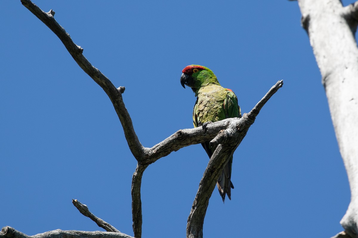 Thick-billed Parrot - ML621588625