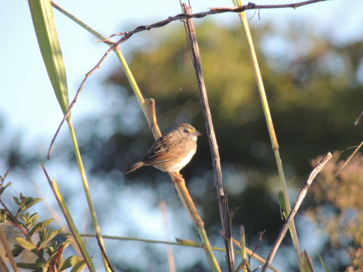 Grassland Sparrow - ML621588630
