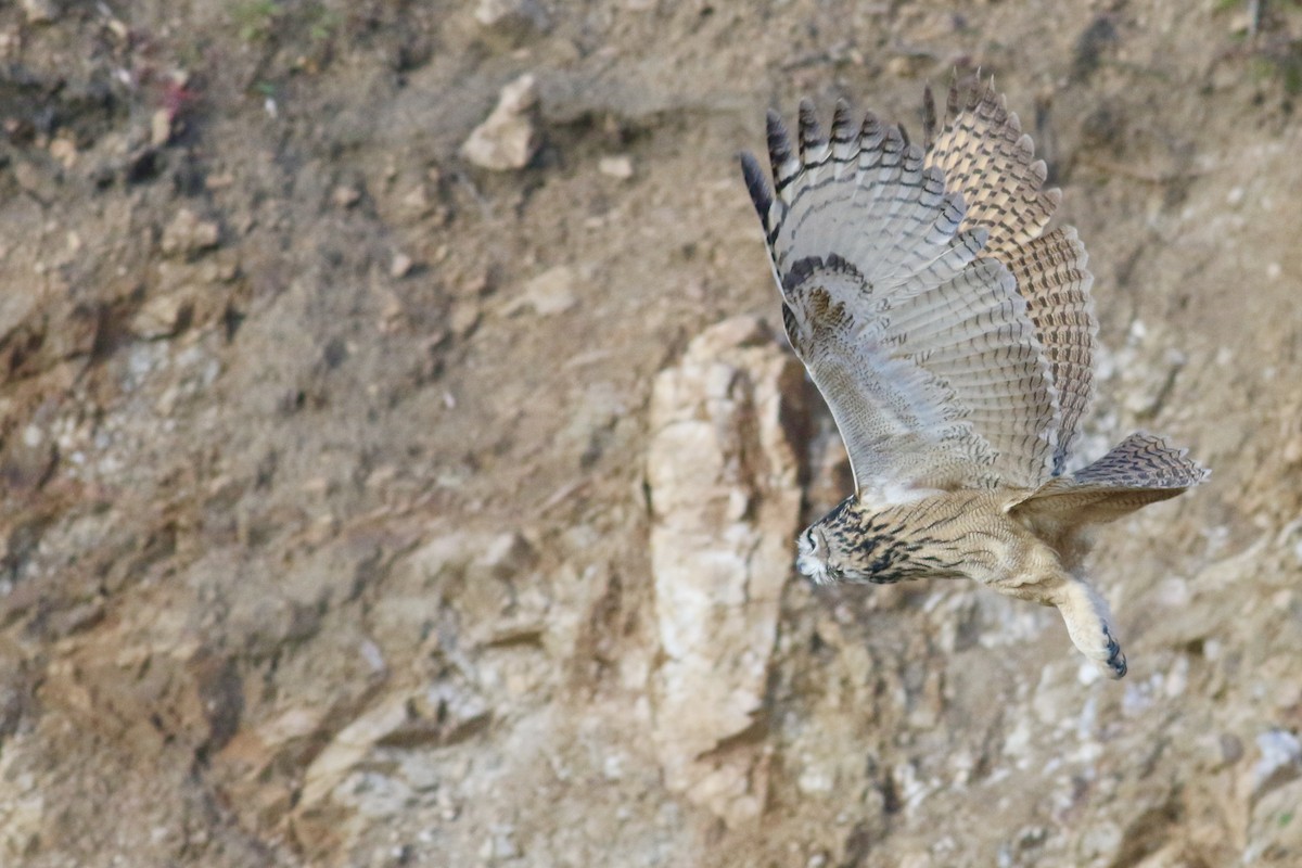 Eurasian Eagle-Owl - ML621588649